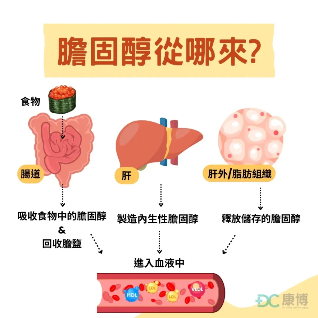 膽固醇從哪來？