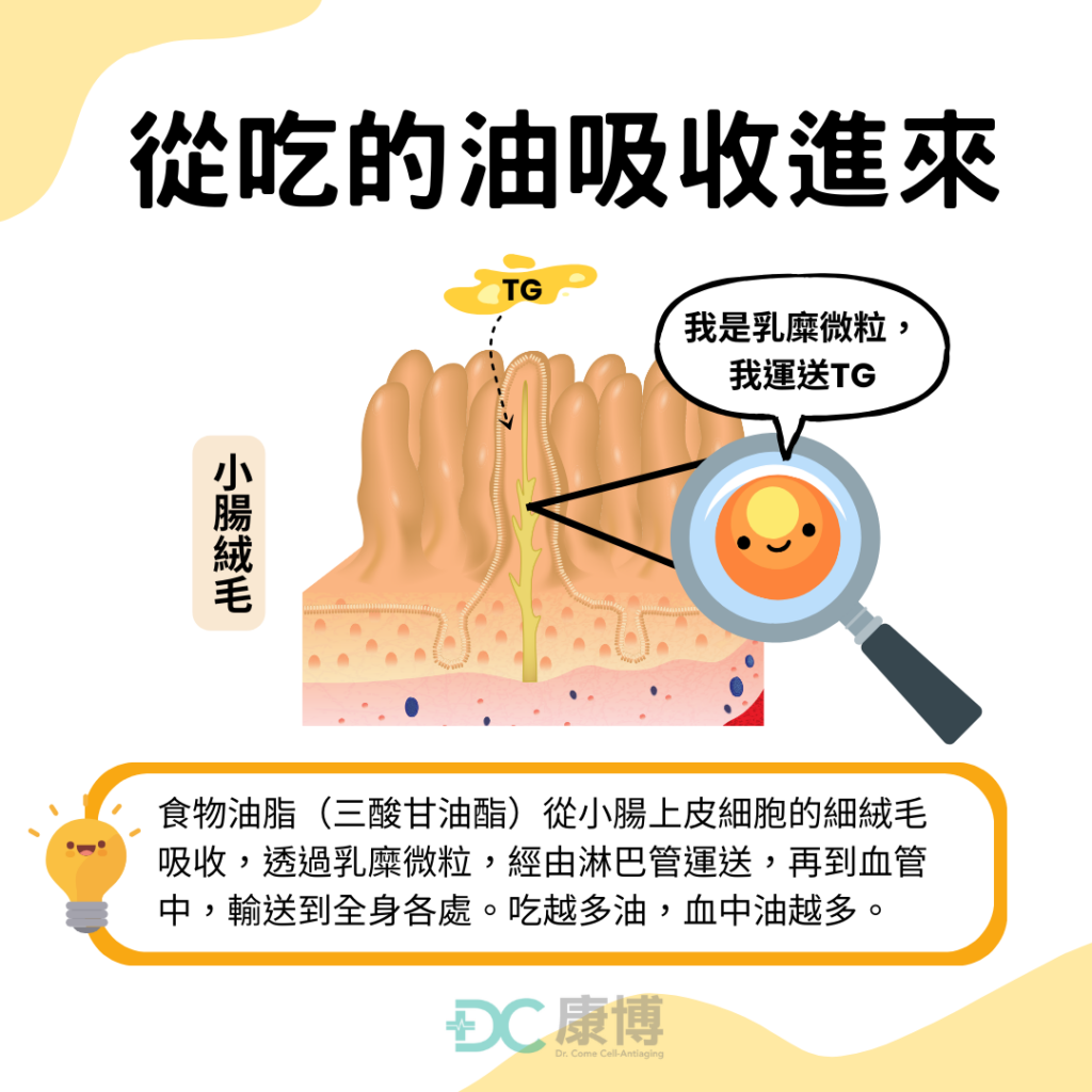 三酸甘油酯來源